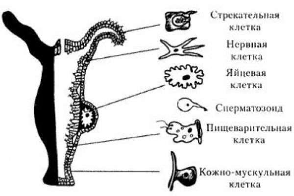 Kraken 17at сайт