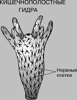 Сайт кракен россия